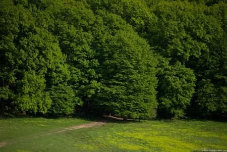 Green Forest