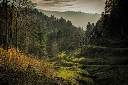 Green Forest Taken during Sunrise