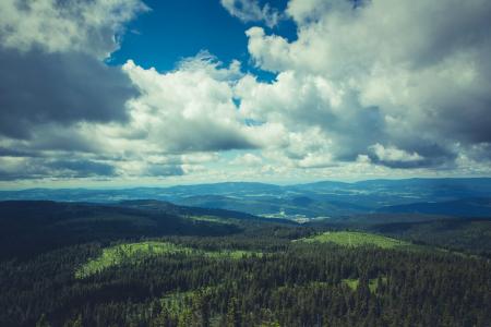 Green Forest Under Dark Cloudy Sky during Daytime