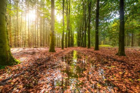 Green Forest With Body of Water Covered With Brown Dried Leaves