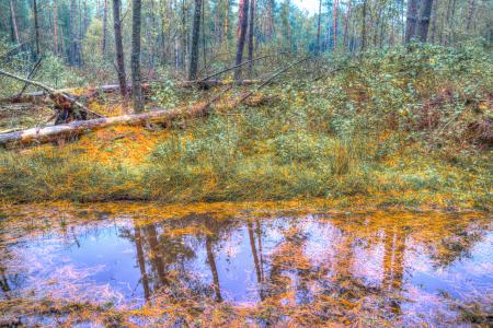 Green Forest With Swamp