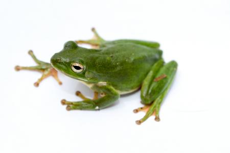 Green Frog