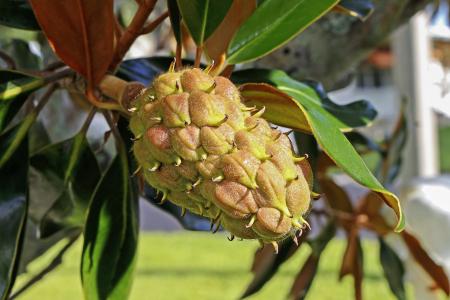 Green Fruit