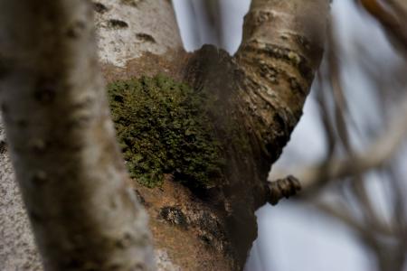 Green fungus on a tree