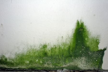 Green goo on the wall