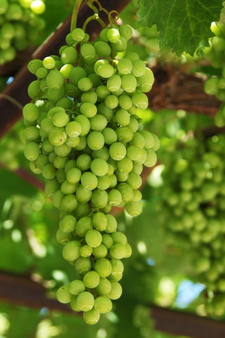 Green Grapes