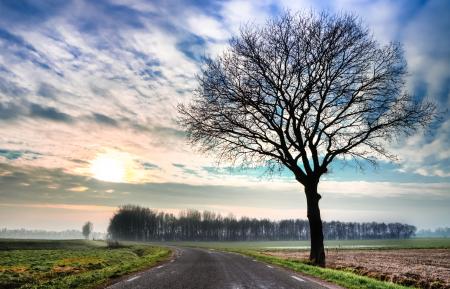 Green Grass and Dry Tree Along Pathway