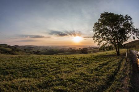 Green Grass and Tree during Sunrise