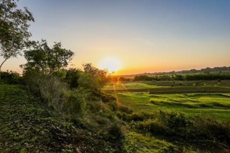 Green Grass and Trees at Golden Hour