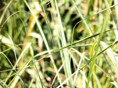 isolated green grass