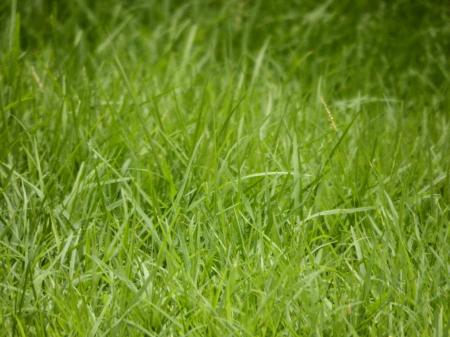Green Grass Background