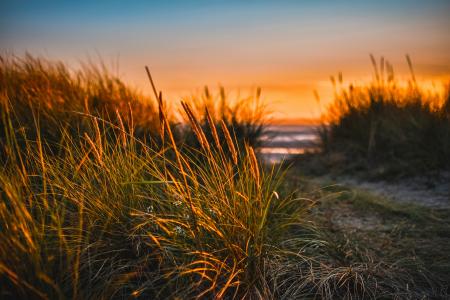 Green Grass Beside Sea