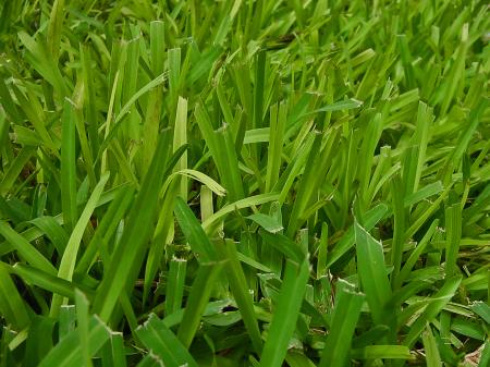 Green grass blades