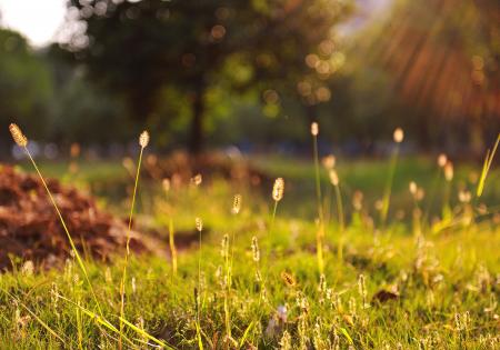 Green Grass during Daytime