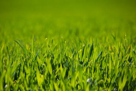 Green Grass Field