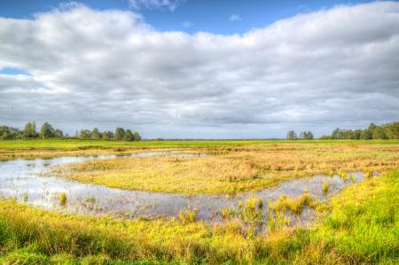 Green Grass Field