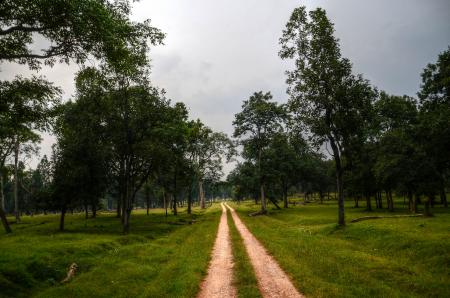 Green Grass Field and Trees