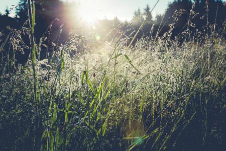 Green Grass Field Near Trees at Daytime