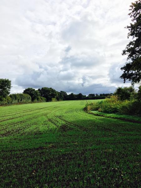 Green Grass Field With Trees