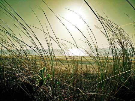 Green Grass Near Beach Under the Sun