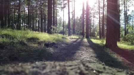 Green Grass Near Trees Facing the Sunlight