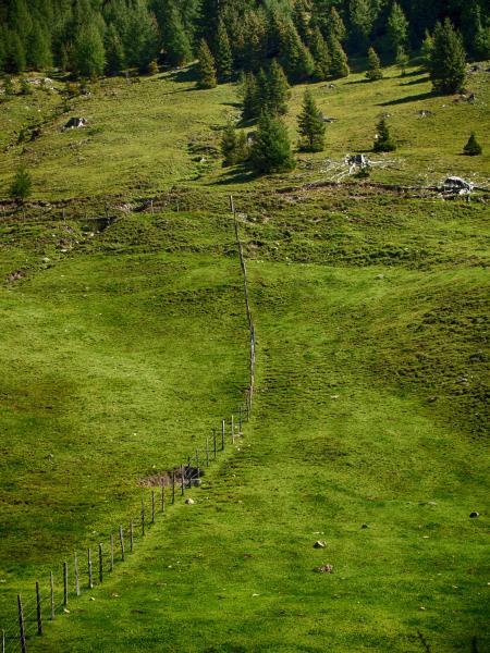 Green Grass With Pine Trees