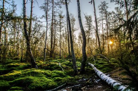 Green Grasses and Tall Trees at Golden Hour