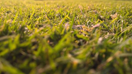 Green Grasses In-close Up Photography