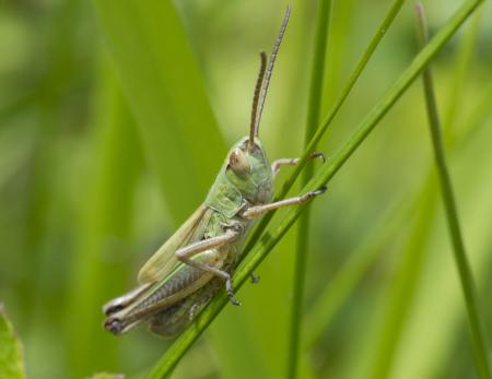 Green Grasshopper