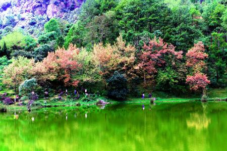 Green Grassy Field Landscape Photography