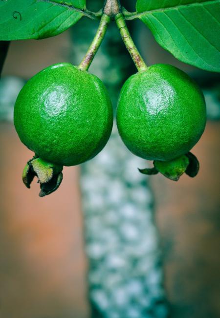 Green Guava