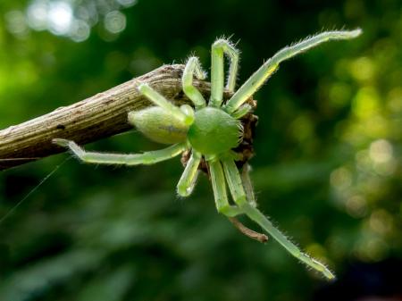 Green Indian Spider