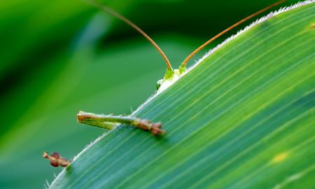 Green Insect Behind Green Leaf