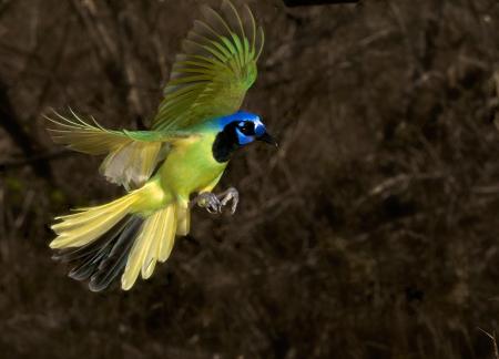 Green Jay