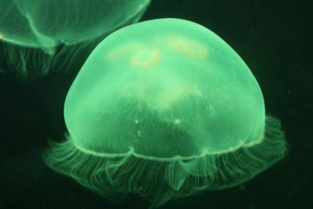 Green jelly fish in the sea