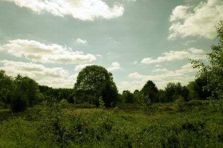 Green landscape