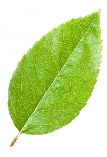 Green Leaf