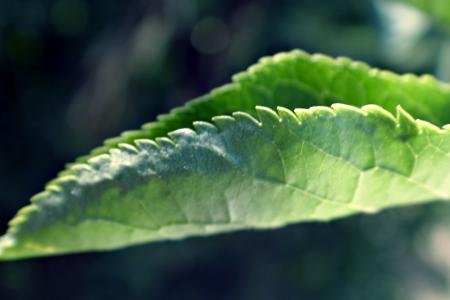 Green leaf