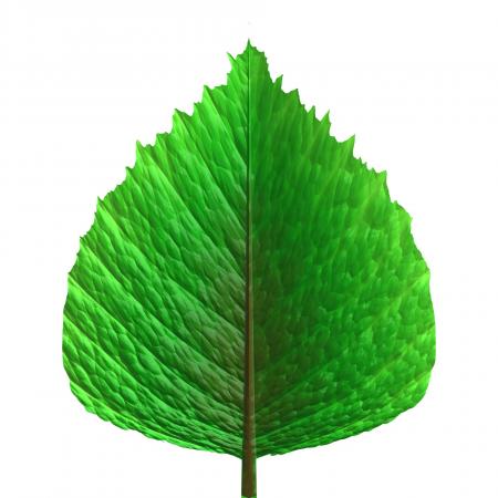 Leaf