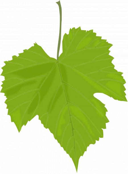 Wine Leaf