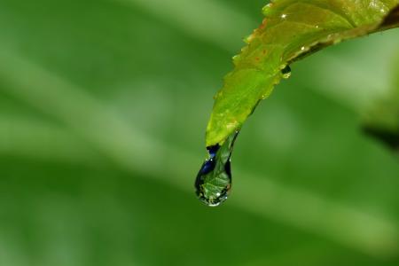 Macro leaves