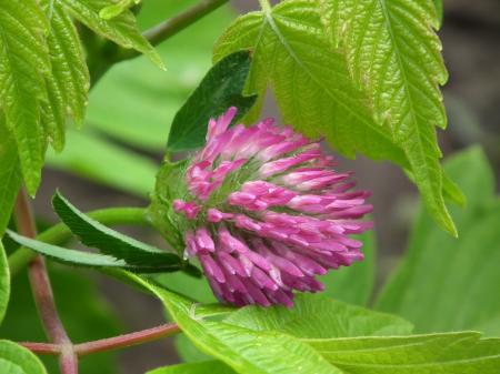 Green Leaf and Pink Unbloom Petal