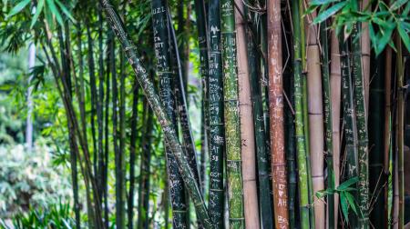 Green Leaf Bamboo Tree at Daytime