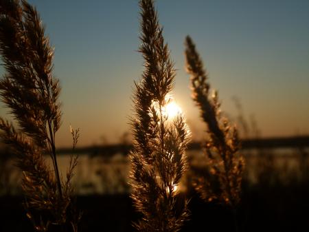 Green Leaf during Sunset