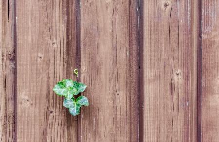 Green Leaf on a Brown Fence