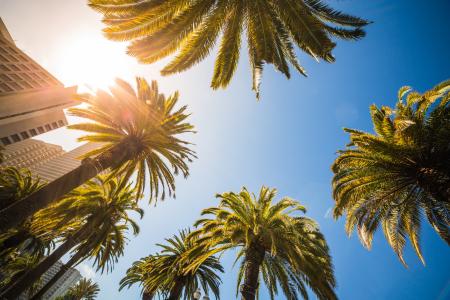 Green Leaf Palm Trees Near White Structure