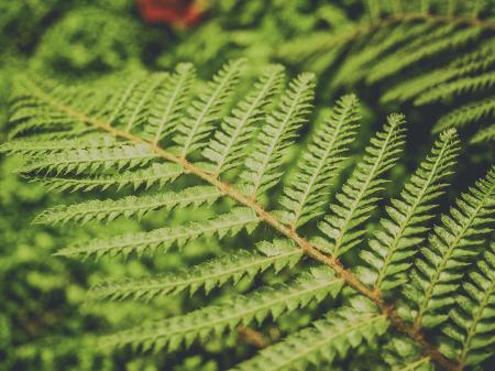 Green Leaf Plant