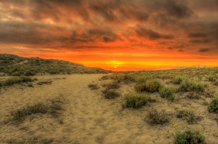 Green Leaf Plant and Brown Soil Under Gray Nimbus Clouds during Golden Hour