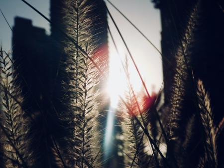 Green Leaf Plant Close Up Photo