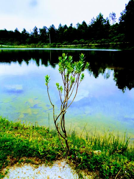 Green Leaf Plant Near Body of Water